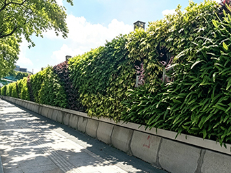 Y081 tường xanh dọc 